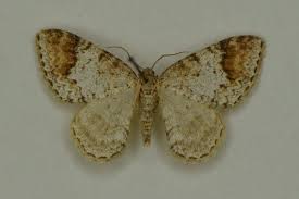 Attēlu rezultāti vaicājumam “Venusia blomeri”