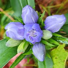 Attēlu rezultāti vaicājumam “Gentianaceae”