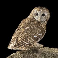 Attēlu rezultāti vaicājumam “Strix aluco female”