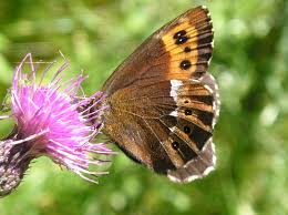 Attēlu rezultāti vaicājumam “Erebia ligea”