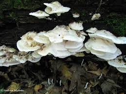 Attēlu rezultāti vaicājumam “Tyromyces chioneus”