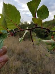 Attēlu rezultāti vaicājumam “Crataegus macracantha fruit”