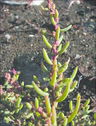 Attēlu rezultāti vaicājumam “Anthyllis maritima bud”