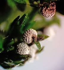 Attēlu rezultāti vaicājumam “Badhamiopsis macrospora macro”