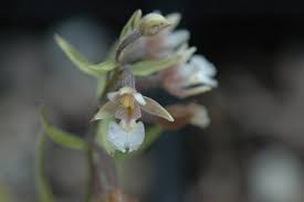 Attēlu rezultāti vaicājumam “Epipactis palustris flower”