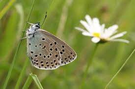 Attēlu rezultāti vaicājumam “Phengaris arion underside”
