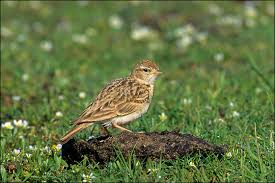 Image result for Calandrella brachydactyla