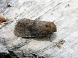 Attēlu rezultāti vaicājumam “Rusina ferruginea female”