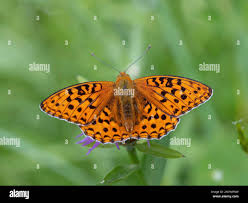 Attēlu rezultāti vaicājumam “Argynnis adippe female”