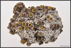 Attēlu rezultāti vaicājumam “Cribraria atrofusca spores”