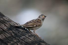 Image result for Passer montanus
