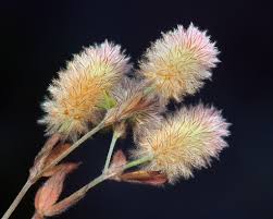 Attēlu rezultāti vaicājumam “Trifolium arvense fruit”