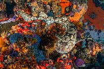 Image result for Haploblepharus pictus