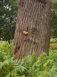 Attēlu rezultāti vaicājumam “Buglossoporus quercinus”