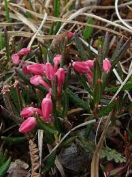 Attēlu rezultāti vaicājumam “Andromeda polifolia bud”