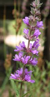 Image result for Lythrum salicaria