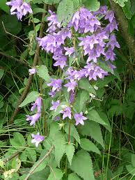 Image result for Campanula trachelium