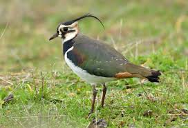 Attēlu rezultāti vaicājumam “Vanellus vanellus”