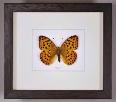 Attēlu rezultāti vaicājumam “Argynnis laodice male”