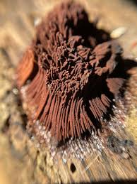 Attēlu rezultāti vaicājumam “Stemonitis sp.”