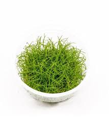 Attēlu rezultāti vaicājumam “Eleocharis acicularis”