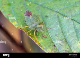 Attēlu rezultāti vaicājumam “Palomena prasina imago”