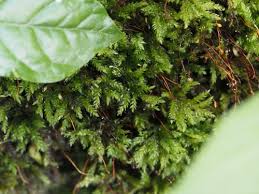 Attēlu rezultāti vaicājumam “Thamnobryum subserratum”