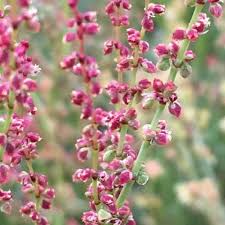 Attēlu rezultāti vaicājumam “Rumex acetosa bud”