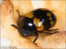 Attēlu rezultāti vaicājumam “Diaperis boleti imago”