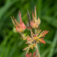 Attēlu rezultāti vaicājumam “Geranium bohemicum fruit”