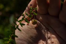 Attēlu rezultāti vaicājumam “Oxycoccus palustris fruit”