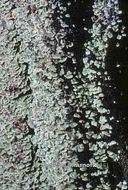 Attēlu rezultāti vaicājumam “Hypocenomyce scalaris”