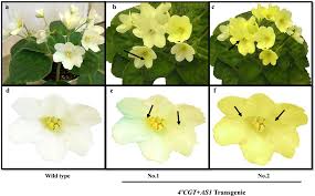 Image result for Saintpaulia ionantha Culitvar