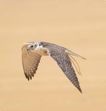 Image result for Falcon Sa Club