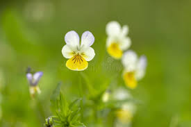 Attēlu rezultāti vaicājumam “Viola arvensis flower”