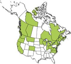 Attēlu rezultāti vaicājumam “Buxbaumia aphylla sporophyte”