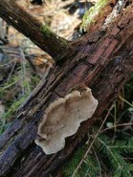 Attēlu rezultāti vaicājumam “Phellinus nigrolimitatus”