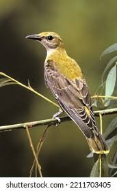 Attēlu rezultāti vaicājumam “Oriolus oriolus female”