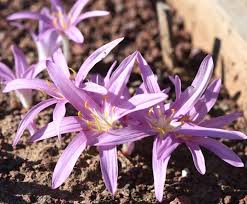 Attēlu rezultāti vaicājumam “Colchicum szovitsii subsp. szovitsii flower”