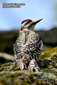 Image result for Sphyrapicus varius