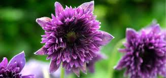 Image result for Pulsatilla