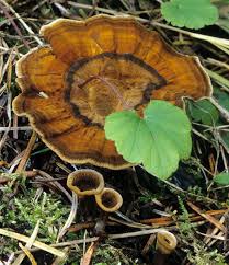 Attēlu rezultāti vaicājumam “Coltricia perennis”