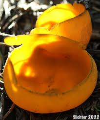 Attēlu rezultāti vaicājumam “Caloscypha fulgens”