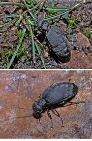 Attēlu rezultāti vaicājumam “Meloe sp.”