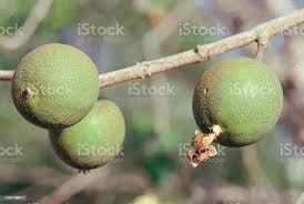 Attēlu rezultāti vaicājumam “Rubiaceae”