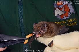 Attēlu rezultāti vaicājumam “Nyctalus leisleri”