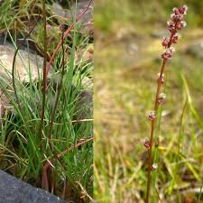 Attēlu rezultāti vaicājumam “Juncaginaceae”