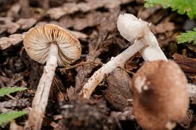 Attēlu rezultāti vaicājumam “Lepiota aspera”