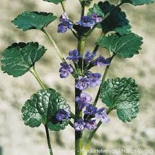 Image result for Glechoma hederacea