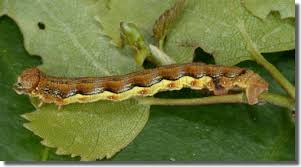 Attēlu rezultāti vaicājumam “Erannis defoliaria larva”